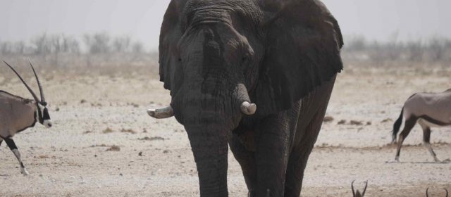 Tag 4: Etosha National Park