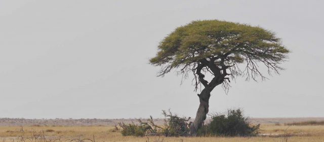 Tag 5: Game Driving in Etosha to Mushara