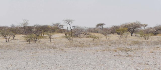 Tag 13: Nata – Makgadikgadi Salt Pan – Maun [maximum dust]